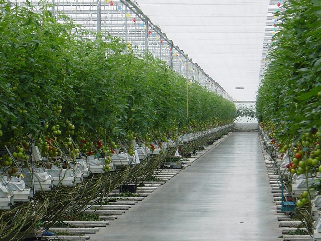 Water recycling in greenhouses Water saving potential of closed