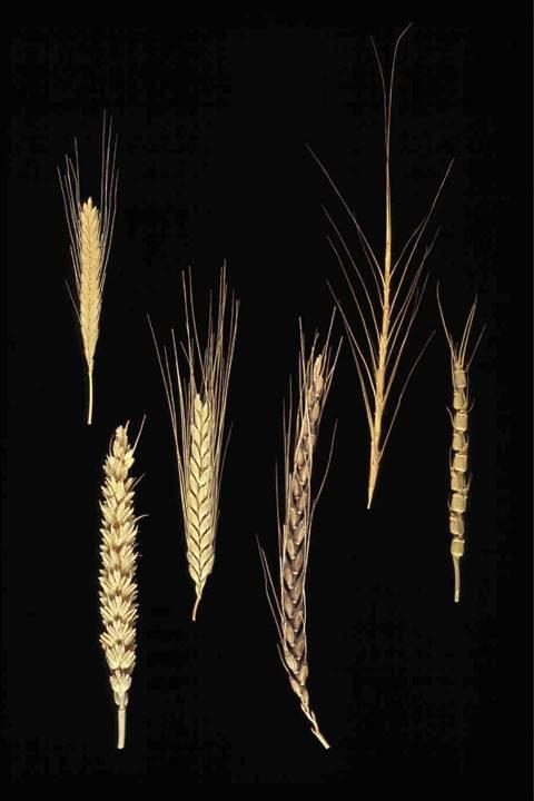 The evolution of GRAIN yield and quality in wheat Ancient ield and quality alleles Triticum urartu AA Triticum speltoides -like BB