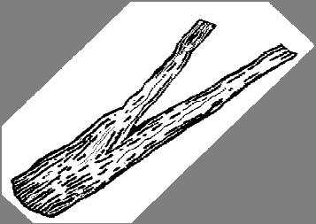 Large branch tallied as one piece SMALL-END DIAMETER = 3" Total length LARGE END DIAMETER 15 Main bole (not tallied) CWD Total-Length of second fork LARGE-END DIAMETER at fork = 10" Larger diameter