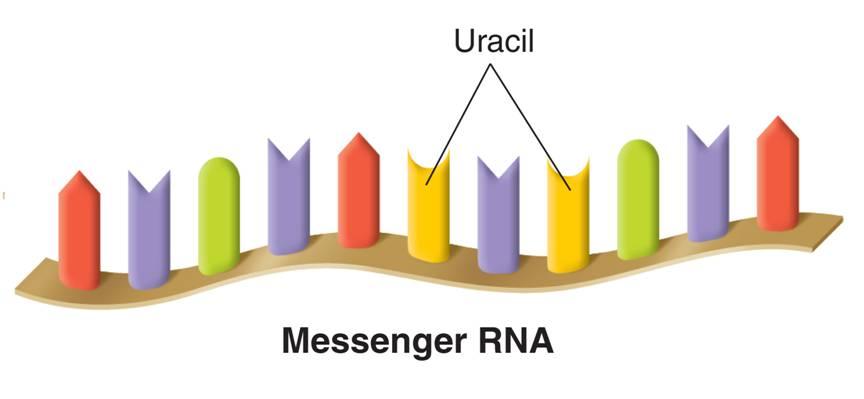The Structure of RNA Codon Unlike DNA, RNA: 1) is a single polynucleotide 2) has ribose instead of deoxyribose 3) has uracil instead of thymine The three main types of RNA are: 1) Messenger RNA () 2)