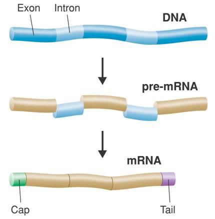 RNA Processing Once transcribed, RNA processing takes Exon Intron place in the nucleoplasm. DNA Pre- is after it has been transcribed, but before being processed.