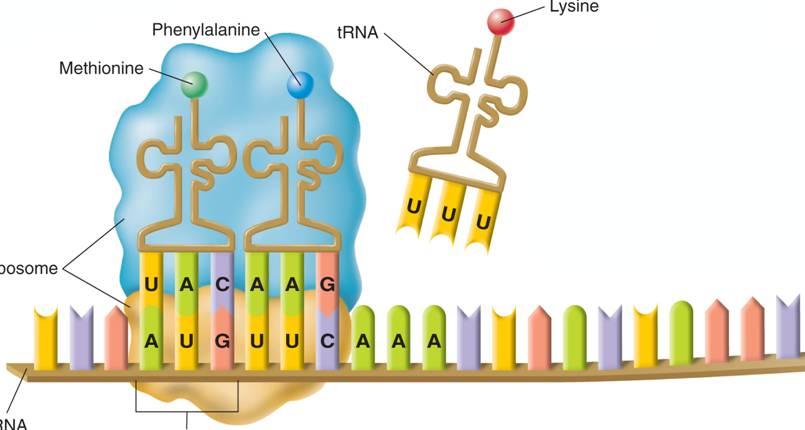 Met Translation Ala trna Lys Ribosome (subunits) Cap Anticodon Start Codon carries the nucleotide sequence of the gene to be translated.