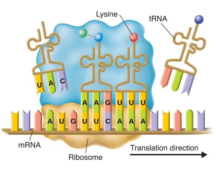 Polypeptide Lys trna trna Ribosome Translation Ribosome direction Next, the start trna leaves as another trna carrying the amino acid specific to the next