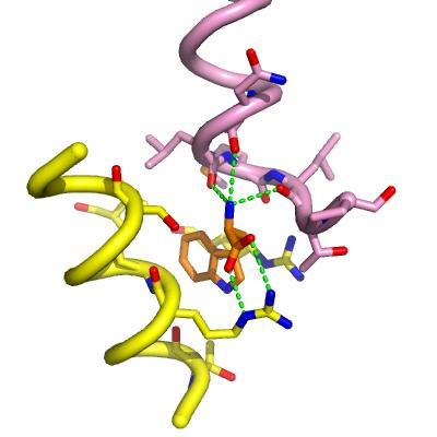 beta carbon. Also, they fail to fill the pocket that is more fully occupied by the phenyl ring of the Trp side chain (Figure G.12). Figure G.12 Tryptophan binding site of TrpR.