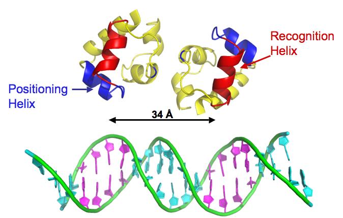 The N-terminal, DNA-binding domain is comprised of five alpha helices (Figure G.4) with helices two and three making up a common structural motif in DNA binding the helix-turn-helix (HTH) motif.