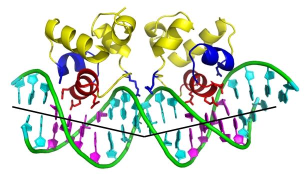 Protein-DNA Interactions with the 434 Repressor The structure of the 434 repressor and its operator revealed a great deal regarding the means by which proteins are capable of selecting a given DNA