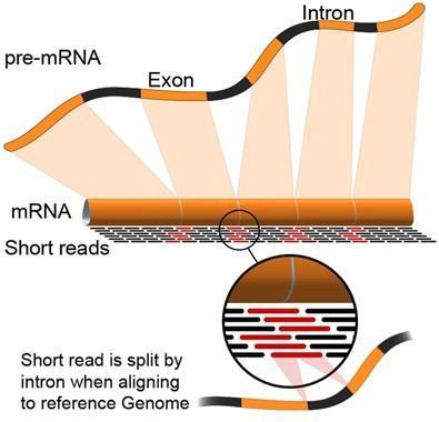 RNA-seq mapping of short reads in exon-exon junctions RNA-seq