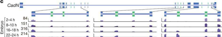 melanogaster Tissue-regulated splicing variants in humans Figure 2.