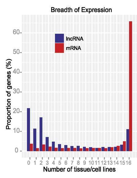 Expression of long non-coding RNAs Lower expression levels in all tissues compared to proteincoding genes More tissue-specific expression patterns compared to mrnas