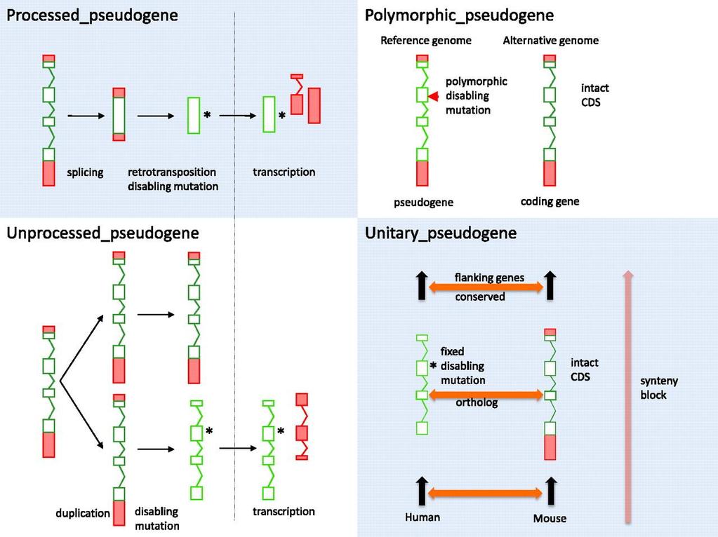 Pseudogenes Definition Types Genes that have lost their coding ability