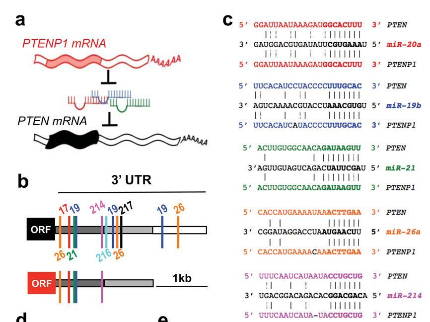 Pseudogenes 863 pseudogenes are transcribed and associated with active chromatin in