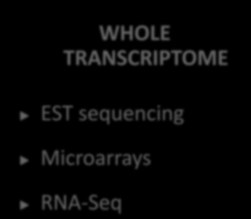 Quantitative RT-PCR (Real-Time RT-PCR)