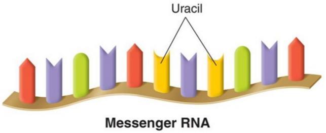 Types of RNA There are three main types of RNA, all of which are involved in making proteins. 1.