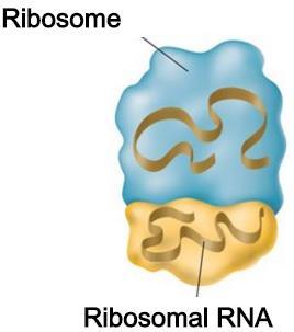 Ribosomal RNA (rrna) helps form ribosomes, where proteins are assembled. 3. Transfer RNA (trna) brings amino acids to ribosomes, where they are joined together to form proteins.