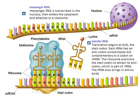 Translation Translation is the second part of the central dogma of molecular biology: RNA Protein. It is the process in which the genetic code in mrna is read to make a protein. Figure 7.