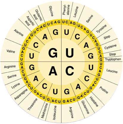 9: The Codon Wheel can also be used to decode the genetic code from an RNA sequence. How to read a Codon Chart and a Codon Wheel Remember that RNA is the instructions for making proteins.