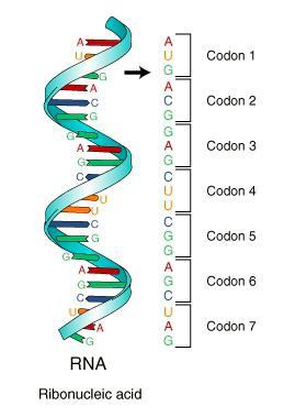 How to read the Codon Chart: The codon chart gives the same information as the codon wheel. The first letter of the codon is on the left side.