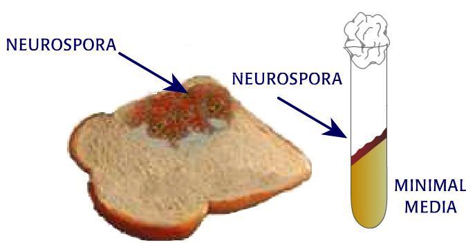 CONCEPT: GENES Beadle and Tatum develop the one gene one enzyme hypothesis through their work with Neurospora (bread mold). This idea was later revised as the one gene one polypeptide hypothesis.