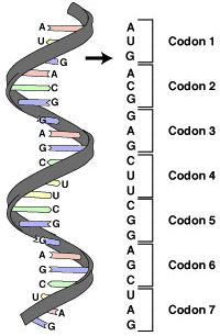 CONCEPT: GENES The two strands of DNA are known as the sense and antisense strands, or coding and template strands.