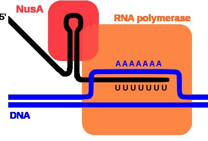 Eukaryotes have three RNA polymerases;