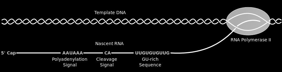 processed into mature mrna before it can