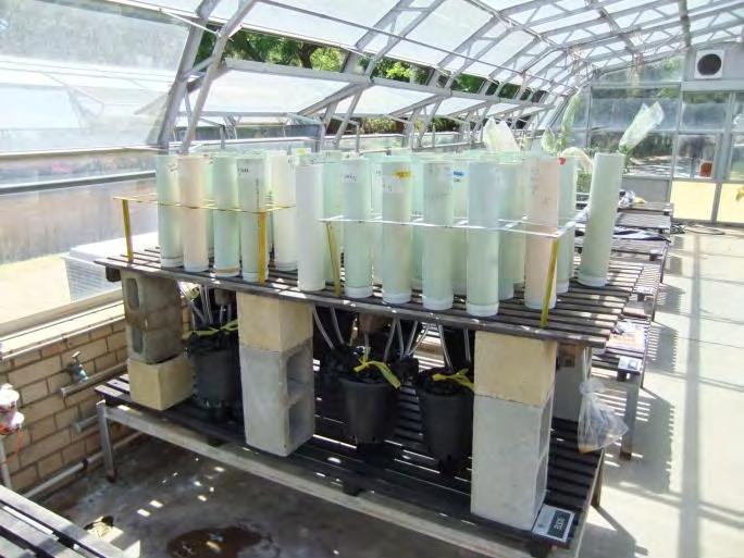 Experimental Design Topsoil treatment (top 10 cm) Control Jarrah Biochar (25 t/ha) homogenously incorporated into top 10 cm Biochar layer (same