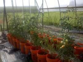 Research Methods 3 Crops Early Girl Hybrid Tomatoes o
