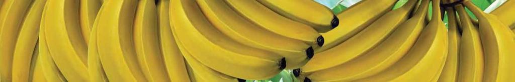 IRRIGATION Due to its large leaf area and vigorous growth, the banana is a heavy consumer of water. Water deficits badly affect crop growth and yields: 1.