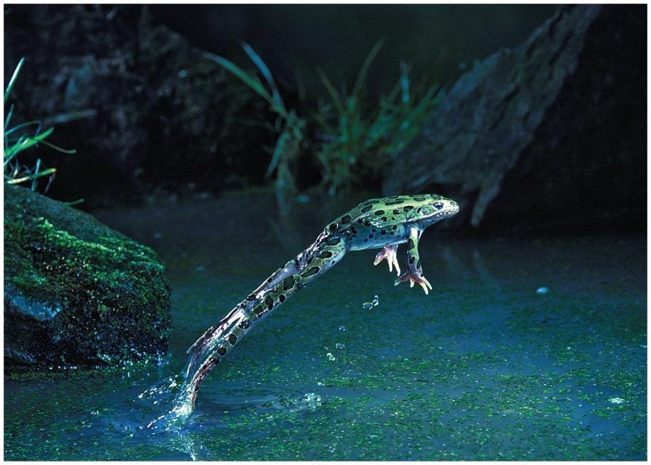 Hormonally Active Agents Evidence of effect on developmental and reproductive growth: Wild Leopard Frogs across US Gonadal