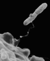 Legionella Rod-shaped bacteria Doubling time approx 2-6 hours Live in amoebae or biofilm 3 Biofilm Feeds