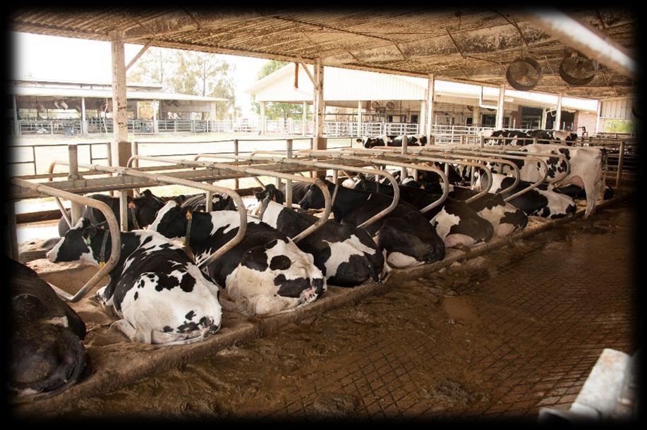 Freestalls Good ventilation Adequate water Don t overstock Build stalls to size of cows Clean, dry bedding Scrape or flush