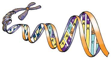 Biology 12 Name: Cell Biology Per: Date: Chapter 4 DNA Structure & Gene Expression Complete using BC Biology 12, pages 108-153 4.1 DNA Structure pages 112-114 1.