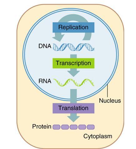 Central Dogma DNA RNA