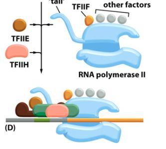 Transcription (Important Players) Promoter DNA site that promotes RNA polymerase to bind RNA Polymerase Enzyme that completes process of