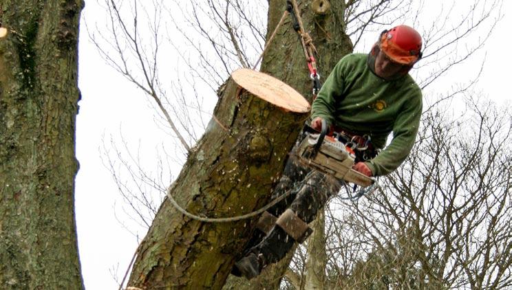 An effective risk management strategy A tree surgeon was ly killed while undertaking works at a domestic property during March 2008.