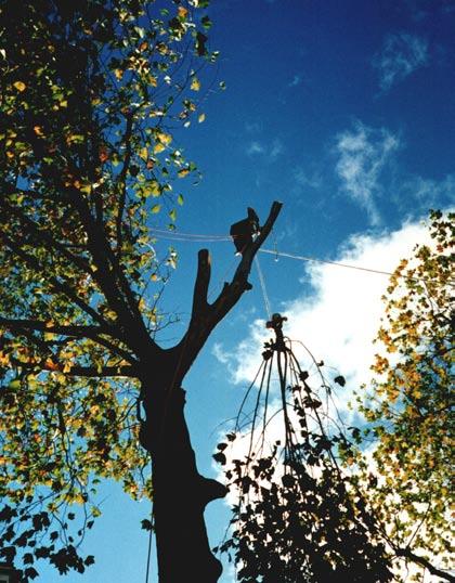 It was reported that emergency services attended the scene of the accident to find the tree surgeon suspended within the tree from his harness.