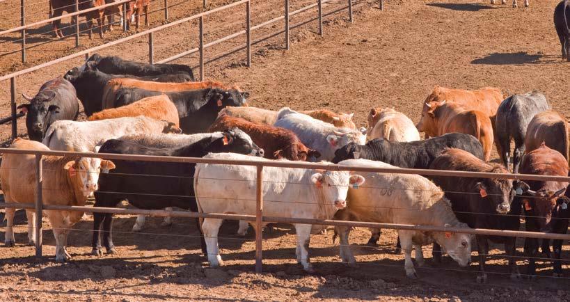 This whitepaper was created to give you a better understanding of the science behind direct-fed microbials and how they can benefit the performance, profitability and overall health of beef cattle.