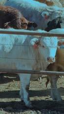antibiotics to help fight diseases in their herds and promote their animals feed efficiency.