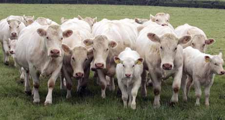 18 How does your herd perform? How does your herd perform? 19 Identifying your own performance indicators Use this page to identify areas that could be measured within your own beef enterprise.