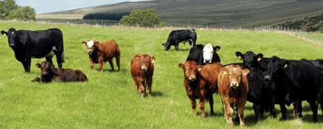 4 How does your herd perform? How does your herd perform? 5 Introduction Beef producers have had to adapt to a changing business environment over the last 10 years.