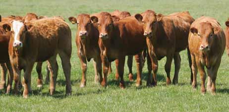 9 Introducing the finishing herd * 410 acre lowland farm * 115 cow suckler herd * Spring calving * Heifer replacements are purchased * All cattle are housed in October * All calves