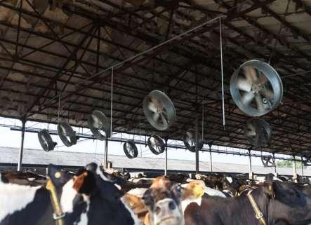 Cooling cows Heat stress will decrease