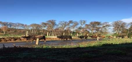 Real Case: Chile 1 New walking areas Better management with cows in the field Improve the