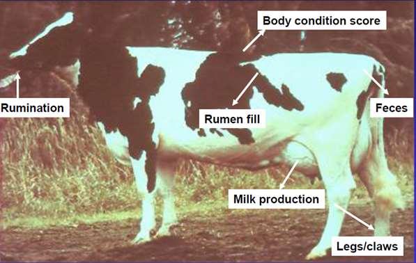 Overview To judge the level of cow