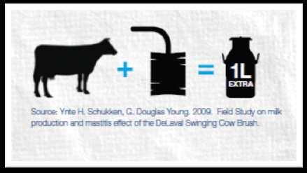 Cow herd behavior (Grooming) Social interactions are
