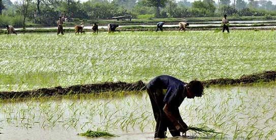 Pakistan Rice Key Attributes Rice is a Kharif season Crop. Crops under this season are called summer crops. The sowing season of summer crops are generally longer.