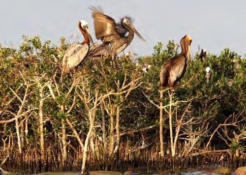 west Florida s mangroves have been lost, but can be