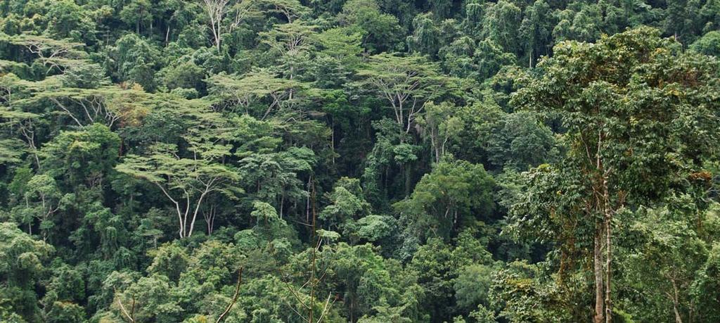 The Right Priorities for REDD An effective REDD mechanism needs to reduce carbon emissions.