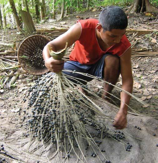 community-based forest enterprises can maximise the value obtained from each tree, with profits invested back into local development efforts.