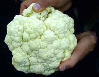 Cauliflower softening 0 - florets tight, hard 1 - slight movement in florets, firm 2 - up to 5mm movement in outer floret layers, softening 3 - up to 10mm movement in